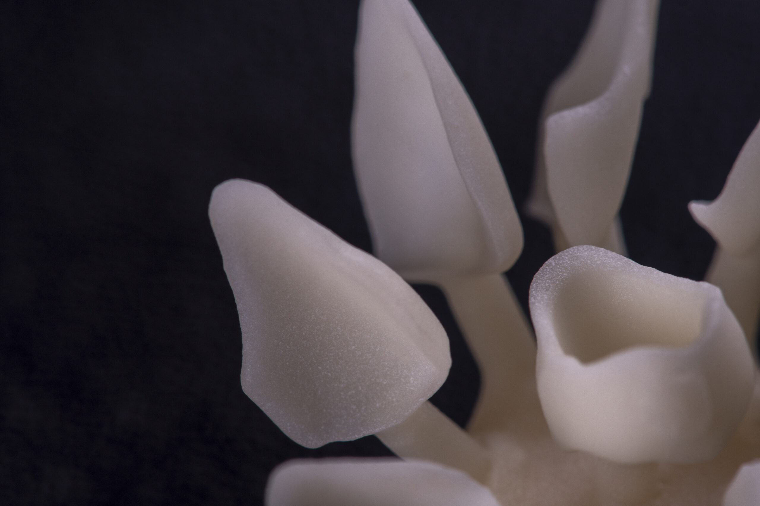 Zirconium Crowns